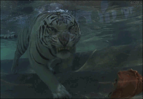 Гифка Белый тигр ныряет за мясом