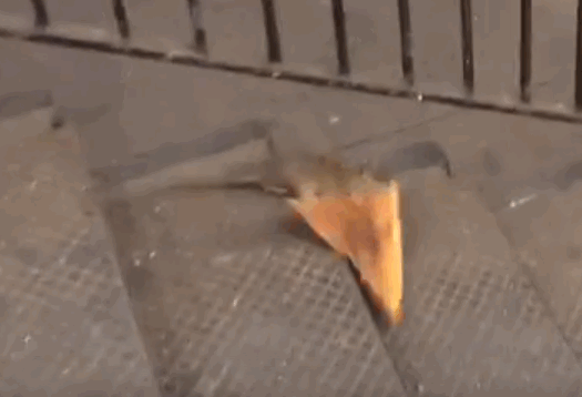 Гифка Крыса тащит пиццу вниз по лестнице