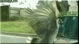 Гифка Птица атакует зеркало заднего вида