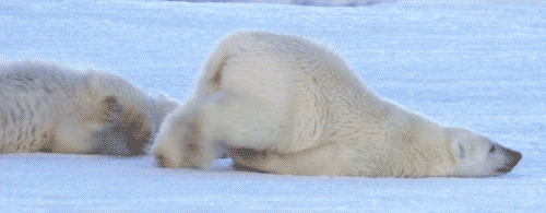 Гифка Белый медведь разгоняется по снегу