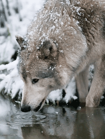 Гифка Снежный волк