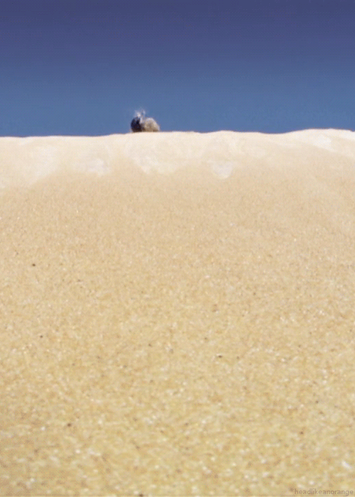 Гифка Жук-скарабей катится с дюны