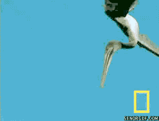 Гифка Пингвины крадут у пеликанов