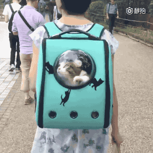 Гифка Кот в рюкзаке с иллюминатором