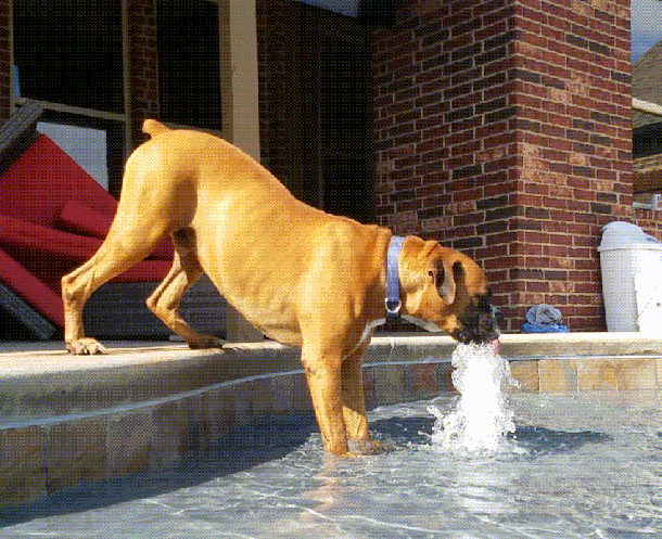 Гифка Собака пьёт из фонтанчика
