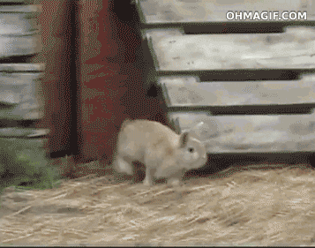 Гифка Кролик гоняет овец