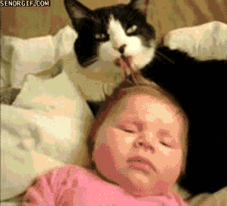 Гифка Кошка вылизывает младенца