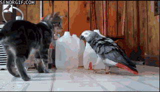 Гифка Попугай и кошки
