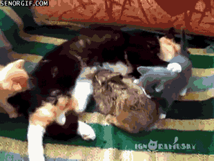 Гифка Кошка кормит котят и кролика