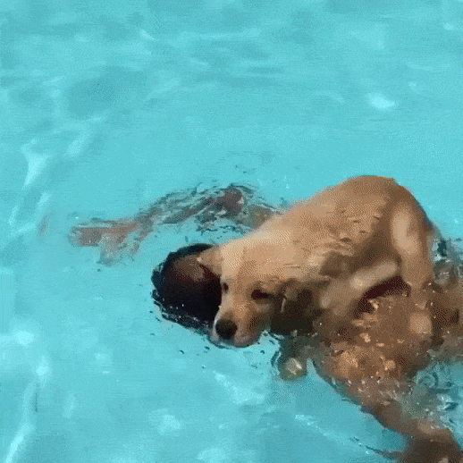 Гифка Собака преодолевает бассейн на человеке