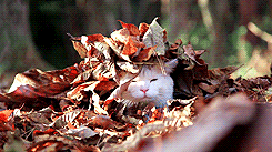 Гифка Кот под листьями