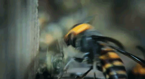 Гифка Пчелы спасают раненых после нападения шершней