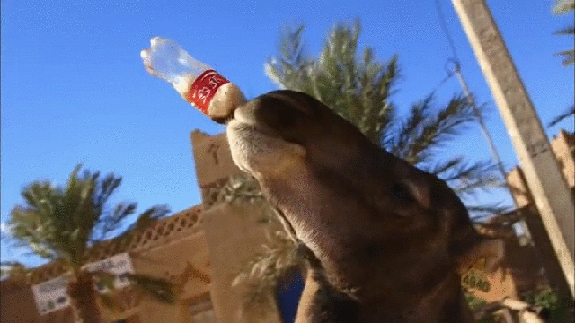Гифка Верблюд пьёт кока-колу