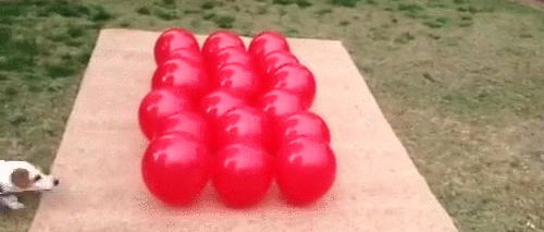 Гифка Собака против воздушных шариков