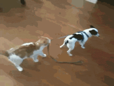 Гифка Кот и собака на поводке