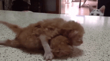Гифка Кошка и новорожденные котята