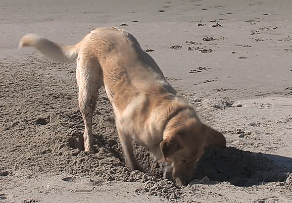 Гифка Собака роет яму на пляже