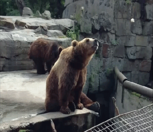 Гифка Медведь ловит вкусняшку