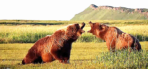 Гифка Конфликт медведей
