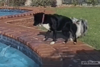 Гифка Собаки командно вытаскивают мяч из бассейна