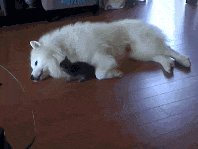 Гифка Котёнок и собака