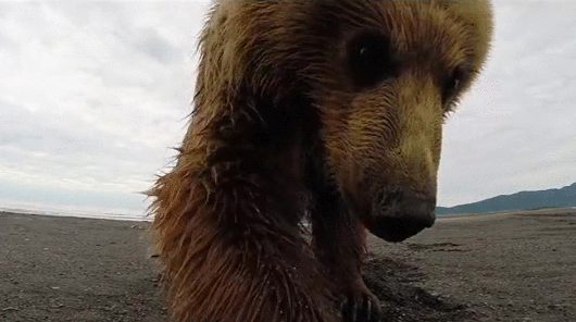 Гифка Медведь изучает камеру