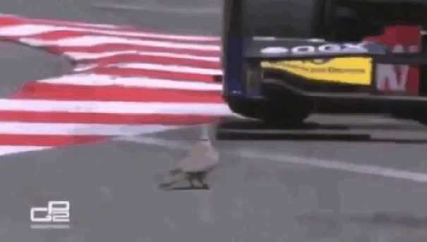 Гифка Птица на Формуле-1