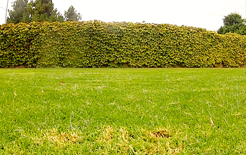 Гифка Мопсы бегают по траве