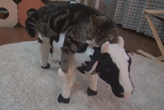 Гифка Кошка спит на игрушечной корове