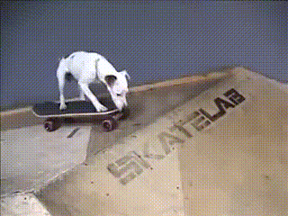 Гифка Пёс на скейте