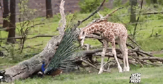 Гифка Молодой жираф и павлин