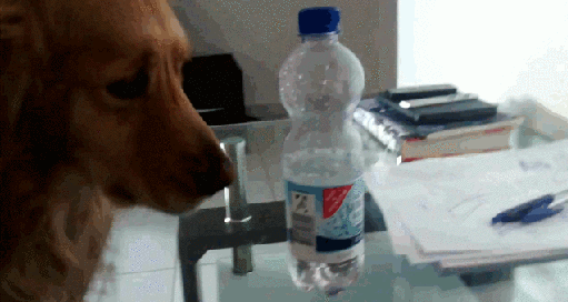 Гифка Собака изучает возможности бутылочки