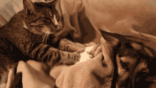Гифка Кот делает массаж собаке
