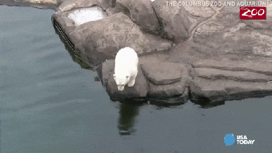 Гифка Белый медведь ныряет за рыбой