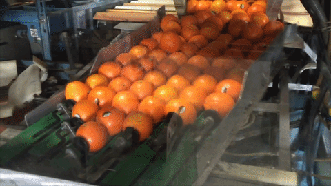 Гифка Фасовка апельсинов в ящики