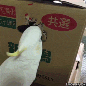 Гифка Попугай сделал себе скворечник из коробки