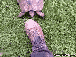 Гифка Черепаха нападает на ногу
