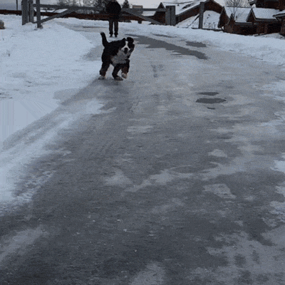 Гифка Собака на льду