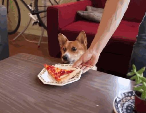 Гифка Собака и пицца
