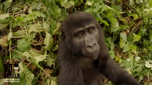 Гифка Молодая горилла и камера