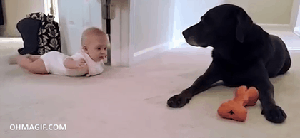 Гифка Собака присматривает за младенцем