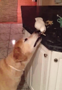 Гифка Попугай кормит собаку