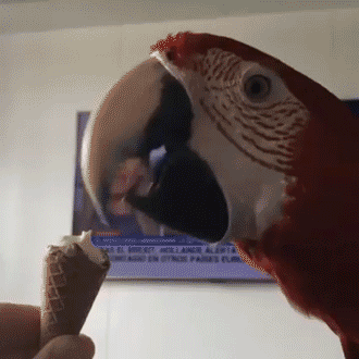 Гифка Попугай ест мороженое
