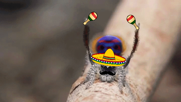 Гифка Мексиканский паук