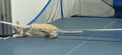 Гифка Кот на настольном теннисе