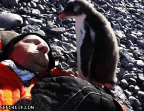 Гифка Пингвинёнок пытается сожрать человека