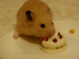 Гифка Хомячок ест мини-торт
