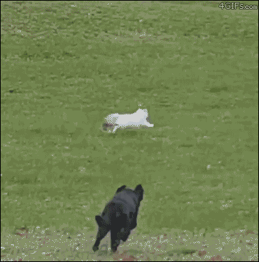 Гифка Кошка убегает от собаки