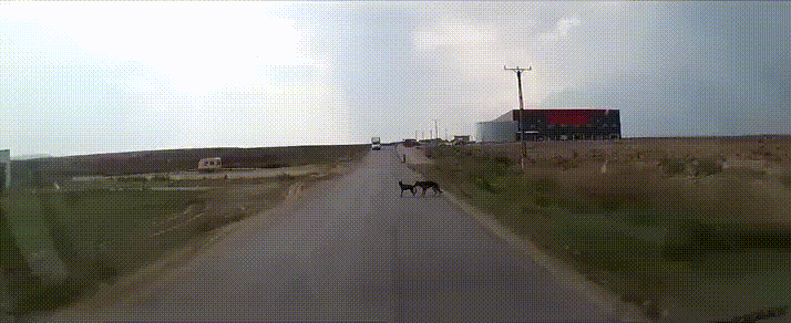 Гифка Собака оттаскивает другую собаку за хвост с дороги