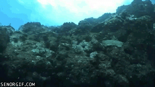 Гифка Водолаза уносит подводным течением